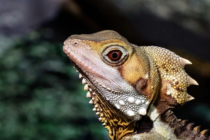 Dragons in mythology