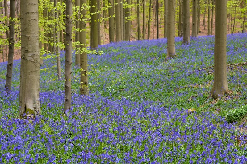Hallerbos Forest, Belgium